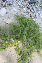 Honckenya peploides major