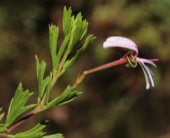 Pelargonium ternatum