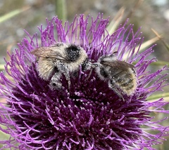 Bombus mesomelas