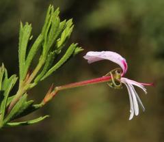 Pelargonium ternatum