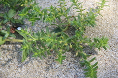 Honckenya peploides major