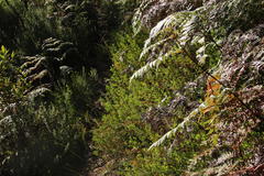 Pelargonium ternatum