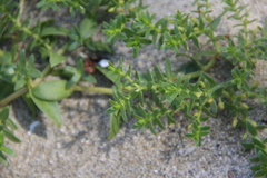 Honckenya peploides major