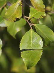 Maytenus acuminata acuminata