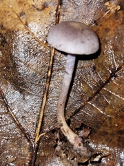 Cortinarius perviolaceus