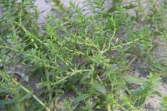 Honckenya peploides major