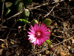 Acrodon purpureostylus