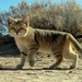 Asian Sand Cat - Photo (c) Payman sazesh, some rights reserved (CC BY-SA)