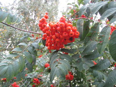 Sorbus aucuparia