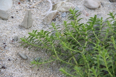 Honckenya peploides major