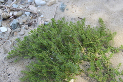 Honckenya peploides major