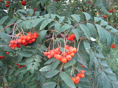 Sorbus aucuparia