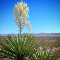 Yucca faxoniana
