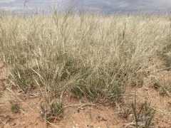 Scleropogon brevifolius