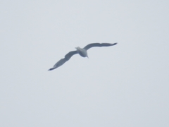 Larus