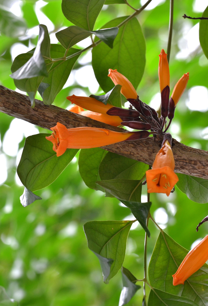 Mayodendron