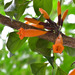 Mayodendron igneum - Photo (c) Cerlin Ng, μερικά δικαιώματα διατηρούνται (CC BY-NC-ND)