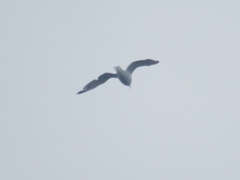 Larus