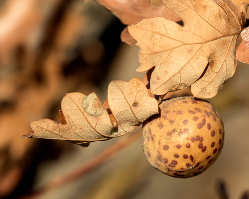 Speckled Gall Wasp