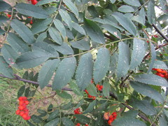 Sorbus aucuparia