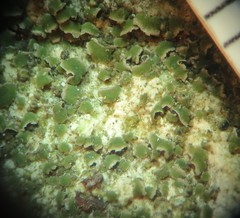 Acarospora moenium