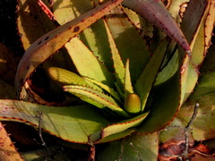 Aloe microstigma microstigma