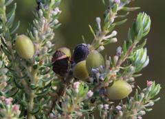 Phylica purpurea floccosa