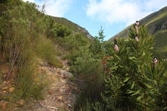 Phylica purpurea floccosa