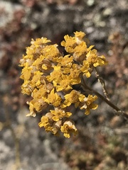Achillea tomentosa