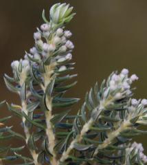 Phylica purpurea floccosa