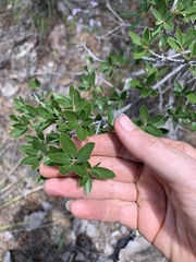 Quercus toumeyi