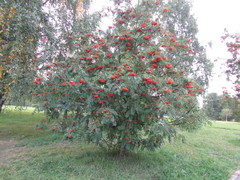 Sorbus aucuparia