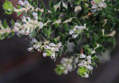 Phylica purpurea floccosa