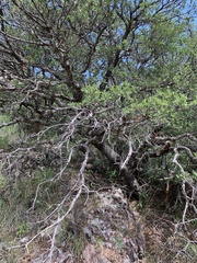 Quercus toumeyi