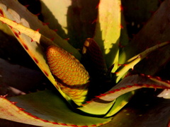 Aloe microstigma microstigma