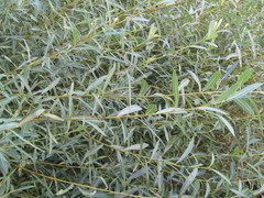 Salix purpurea