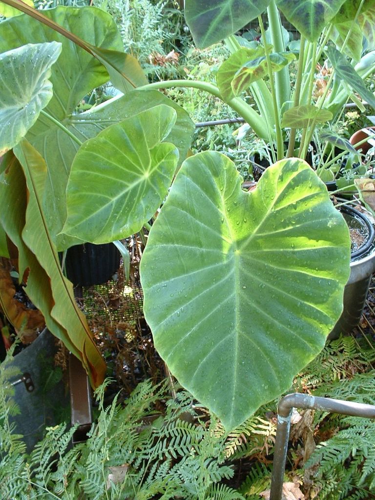 Remusatia