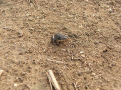 Cacosternum boettgeri