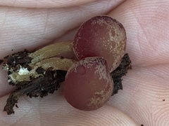 Callistosporium purpureomarginatum