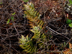 Astroloba rubriflora