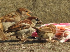 Passer domesticus