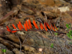 Astroloba rubriflora
