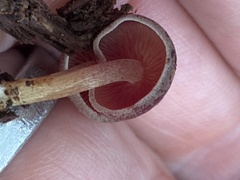 Callistosporium purpureomarginatum