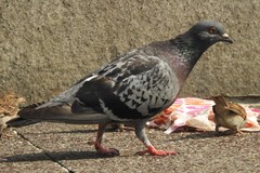 Columba livia