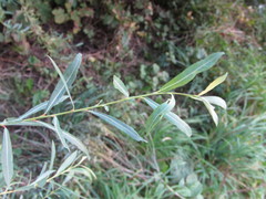 Salix purpurea