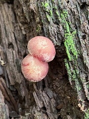 Callistosporium purpureomarginatum