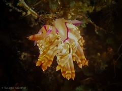 Coryphellina flamma