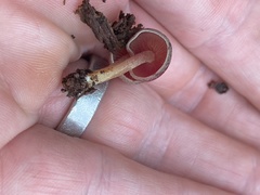 Callistosporium purpureomarginatum