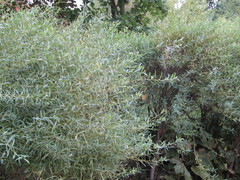Salix purpurea