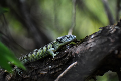 Abronia taeniata